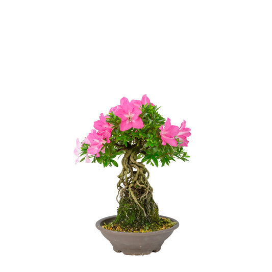 Rhododendron indicum 'Yuko' (azalée satsuki), hauteur ~33cm