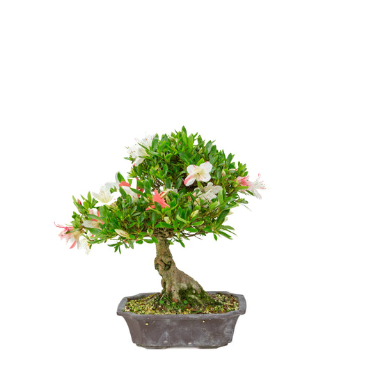 Rhododendron indicum 'Matsuna' (azalée satsuki), hauteur ~34cm