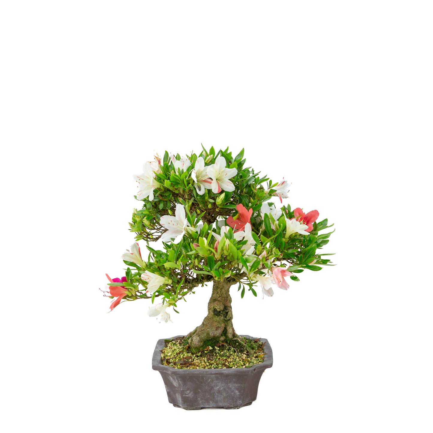 Rhododendron indicum 'Matsuna' (satsuki azalea), hoogte ~34cm