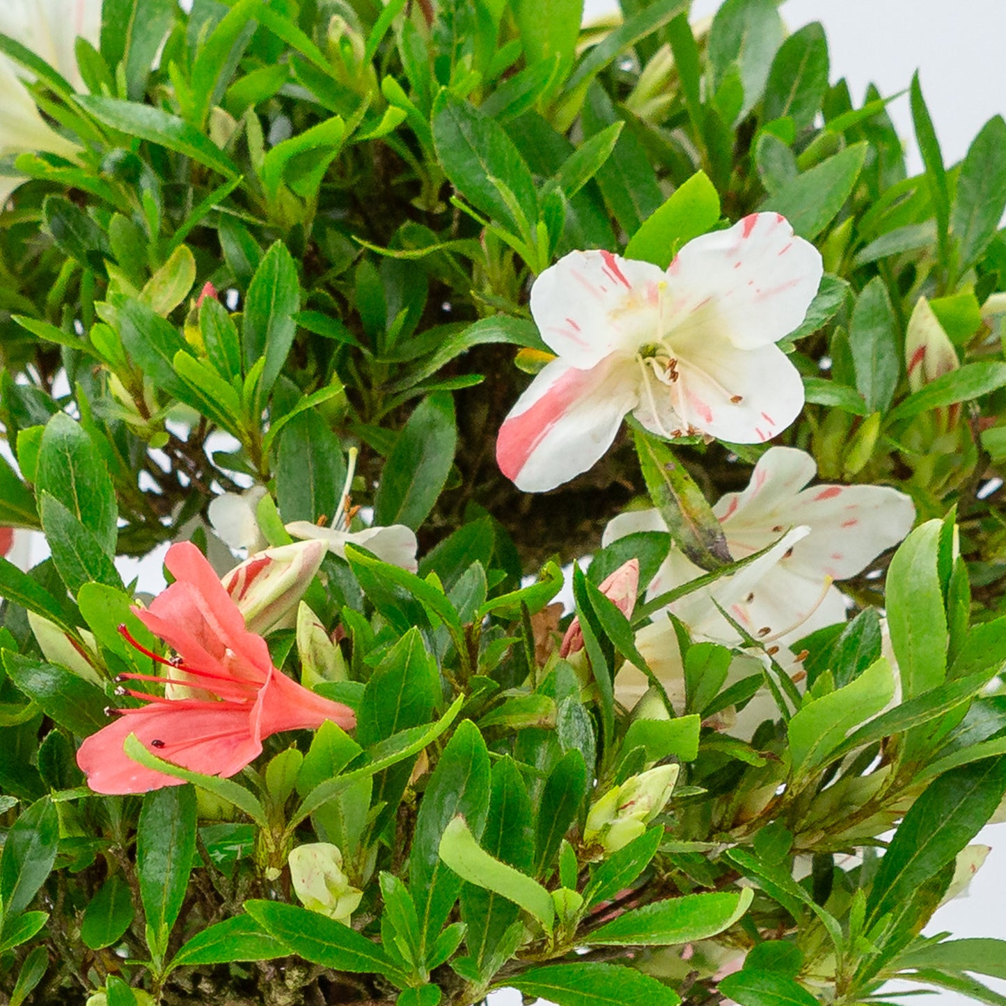 Rhododendron indicum 'Matsuna' (satsuki azalea), hoogte ~34cm