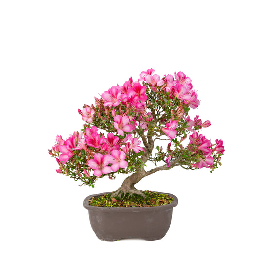 Rhododendron indicum 'Azuma Kagami' (azalée satsuki), hauteur ~37cm