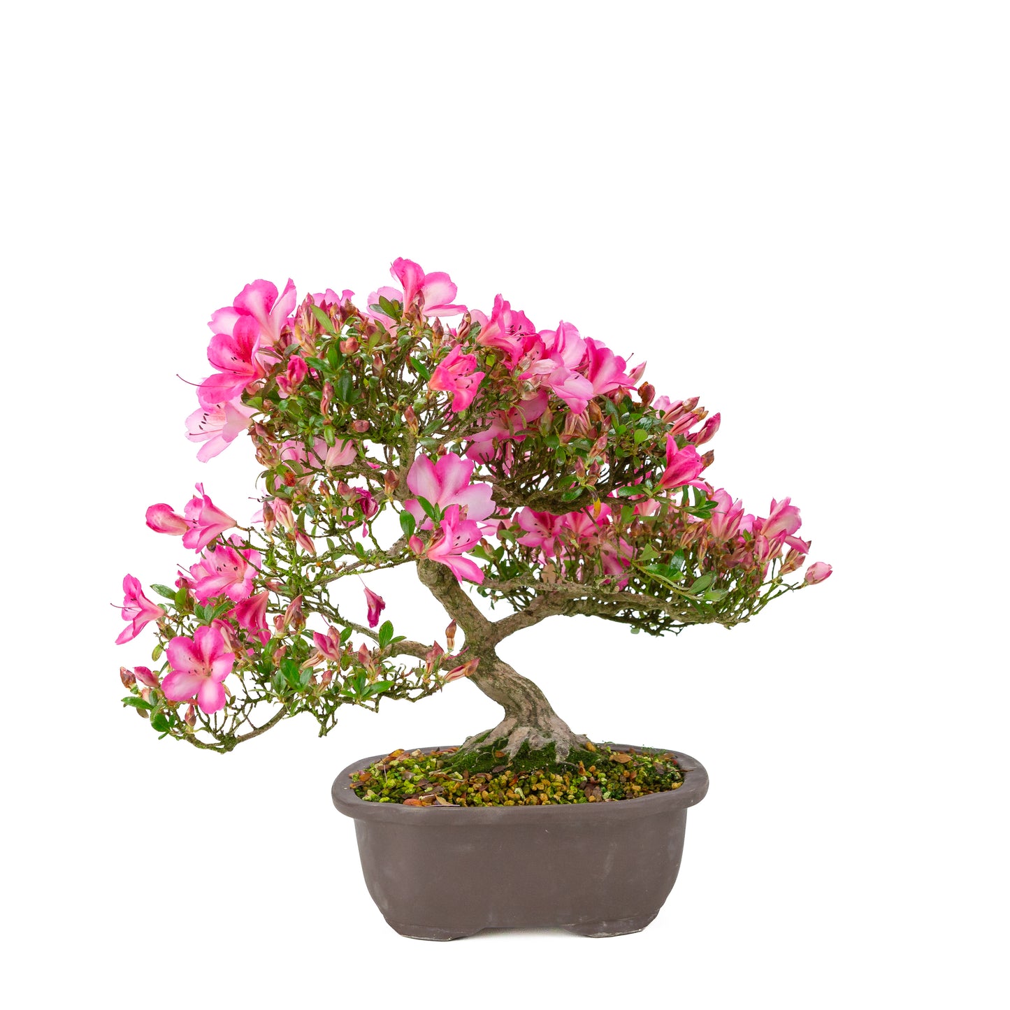 Rhododendron indicum 'Azuma Kagami' (satsuki azalea), hoogte ~37cm