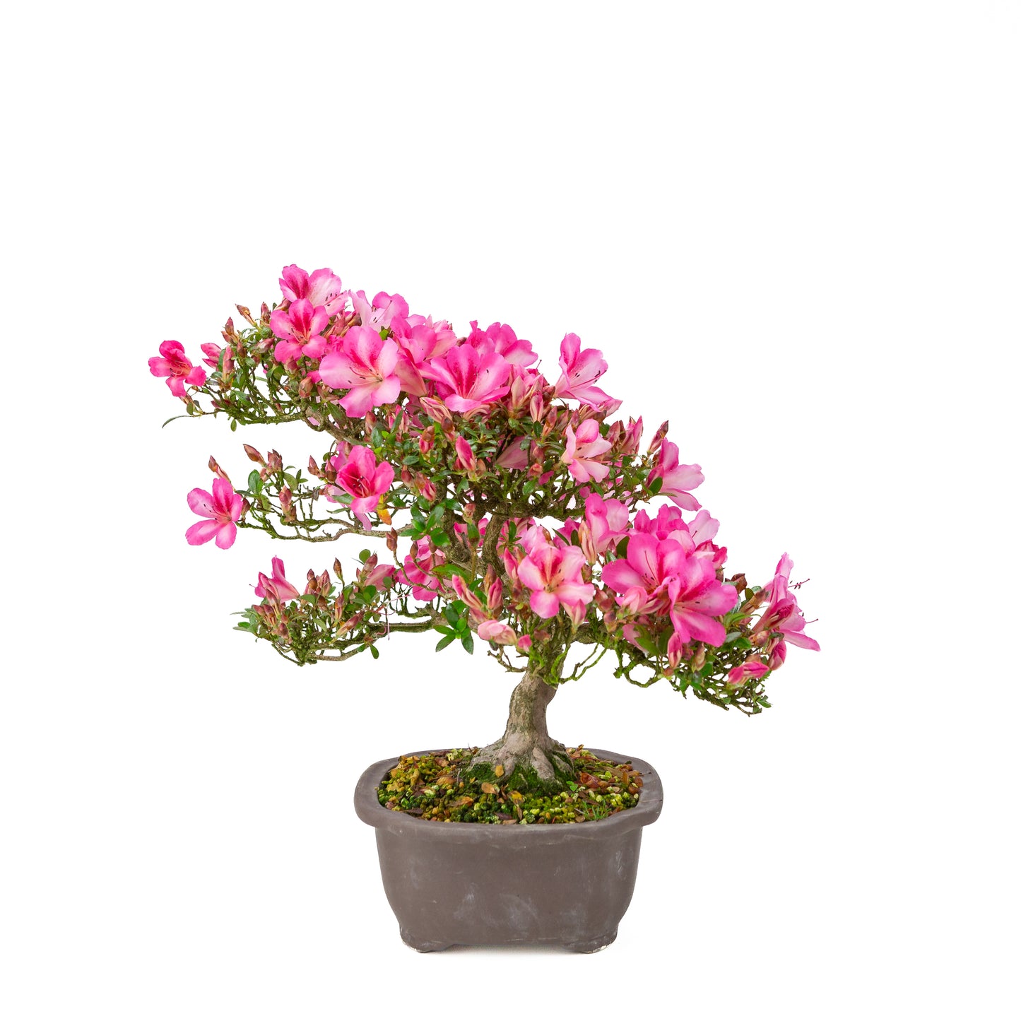 Rhododendron indicum 'Azuma Kagami' (satsuki azalea), hoogte ~37cm