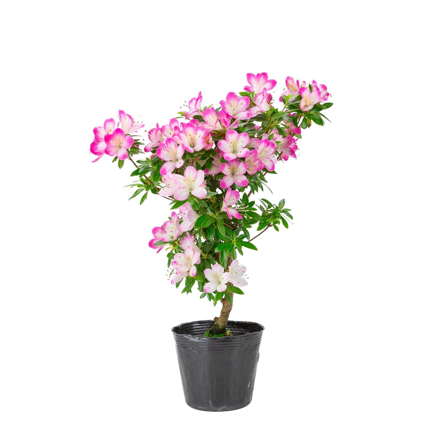 Rhododendron indicum 'Hana Maiko' (satsuki azalea), hoogte ~45cm