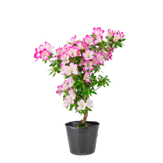 Rhododendron indicum 'Hana Maiko' (azalée satsuki), hauteur ~45cm