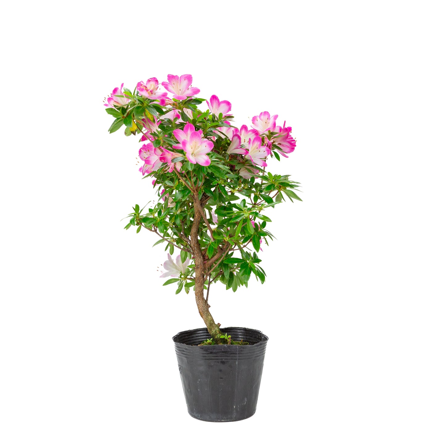 Rhododendron indicum 'Hana Maiko' (satsuki azalea), hoogte ~45cm