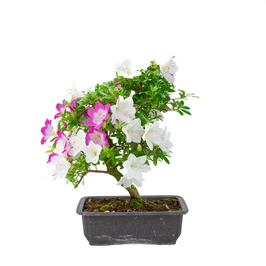 Rhododendron indicum 'Ruka' (azalée satsuki), hauteur ~43cm