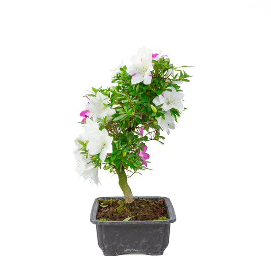 Rhododendron indicum 'Ruka' (azalée satsuki), hauteur ~43cm