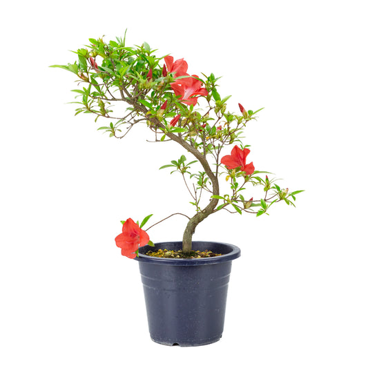 Rhododendron indicum 'Umi Hotaru' (azalée satsuki), hauteur ~49cm