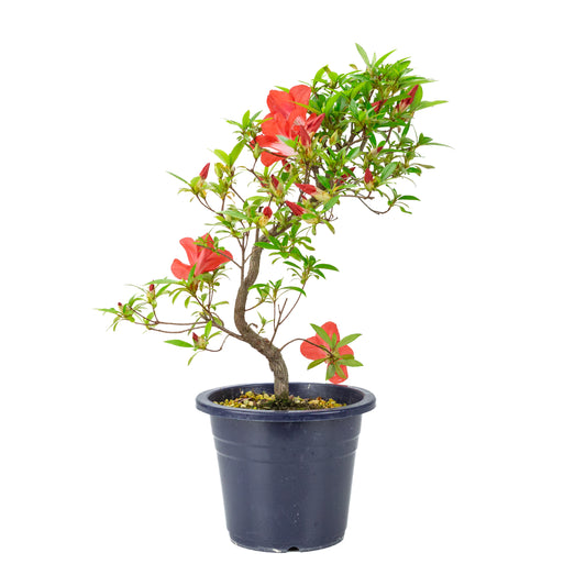 Rhododendron indicum 'Umi Hotaru' (azalée satsuki), hauteur ~49cm