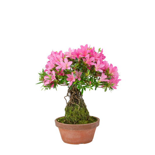 Rhododendron indicum (azalée satsuki), hauteur ~38cm