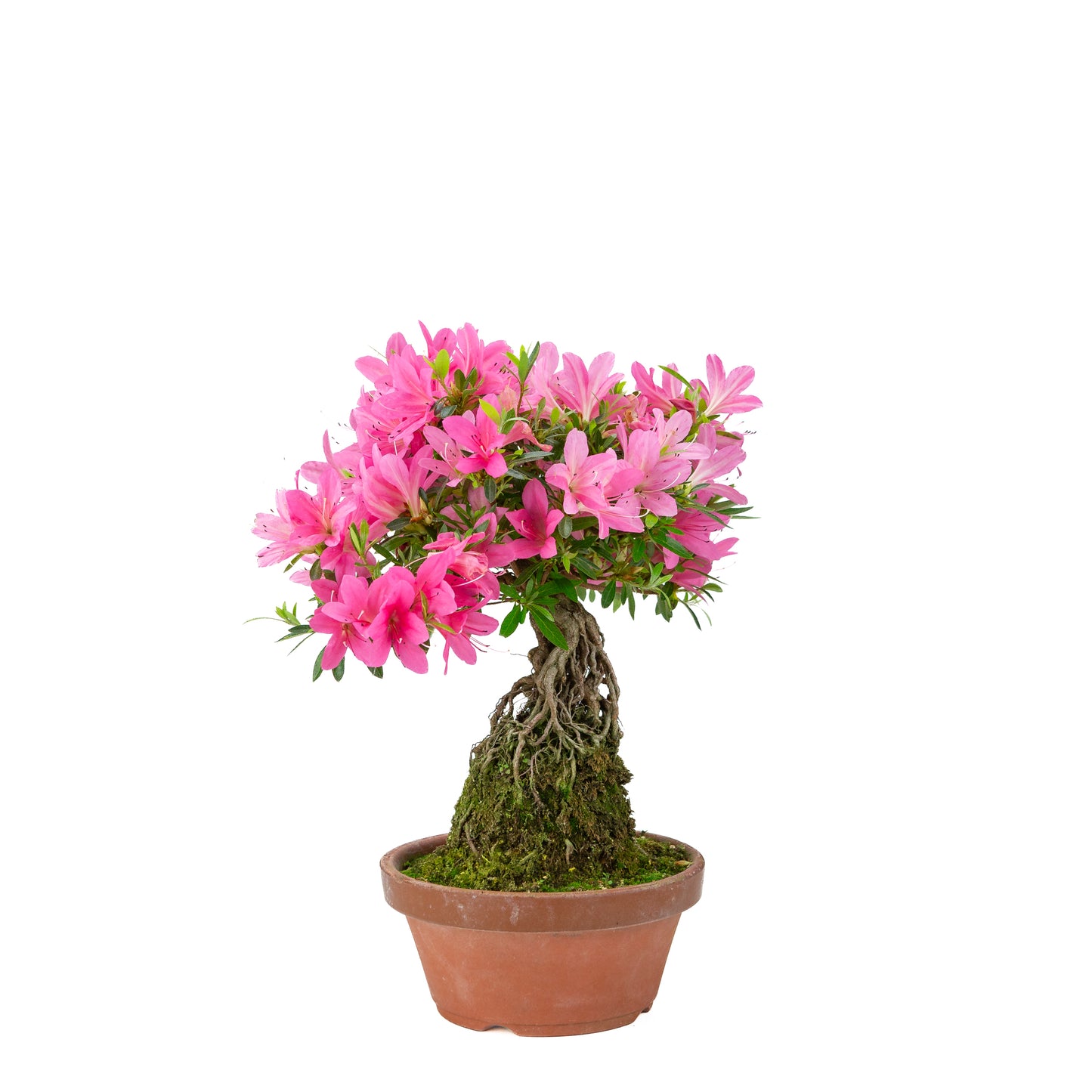Rhododendron indicum (satsuki azalea), hoogte ~38cm