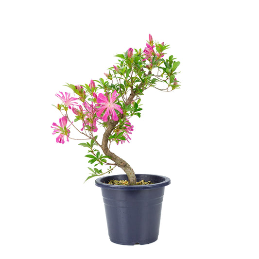 Rhododendron indicum 'Hanabin' (azalée satsuki), hauteur ~49cm