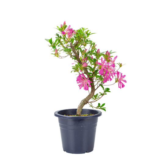 Rhododendron indicum 'Hanabin' (azalée satsuki), hauteur ~49cm