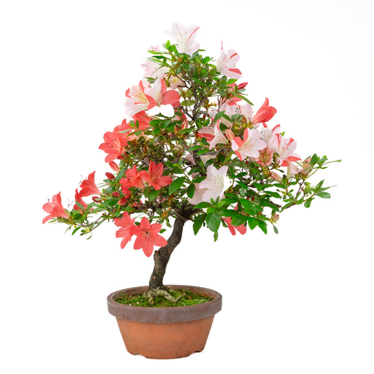 Rhododendron indicum 'Yumekoyo' (azalée satsuki), hauteur ~55cm