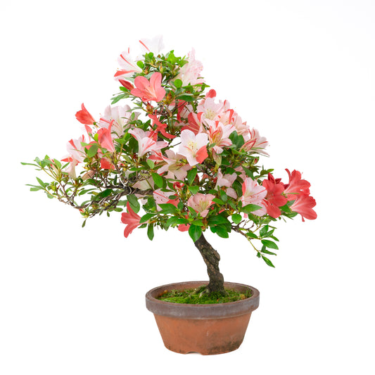 Rhododendron indicum 'Yumekoyo' (azalée satsuki), hauteur ~55cm