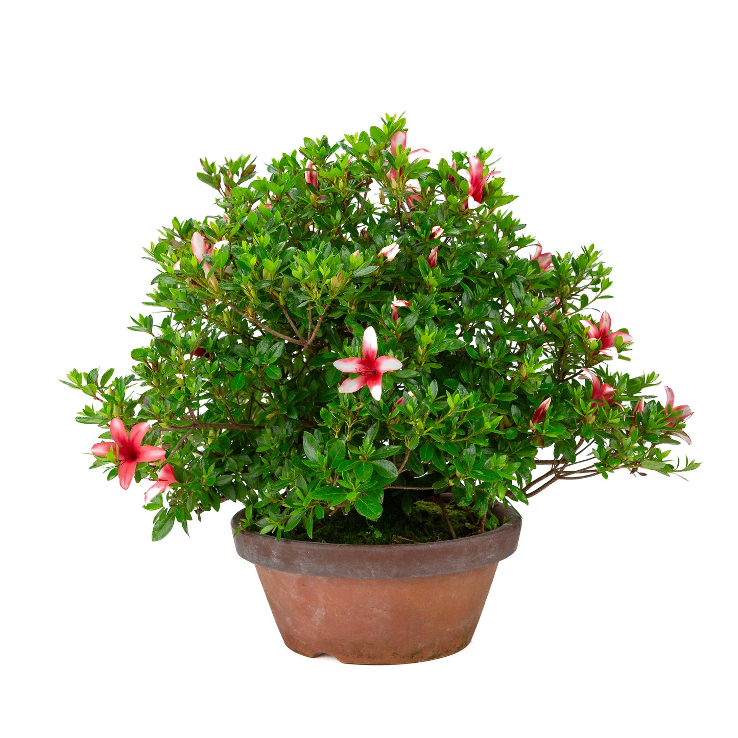 Rhododendron indicum 'Hotarubi' (satsuki azalea), hoogte ~43cm
