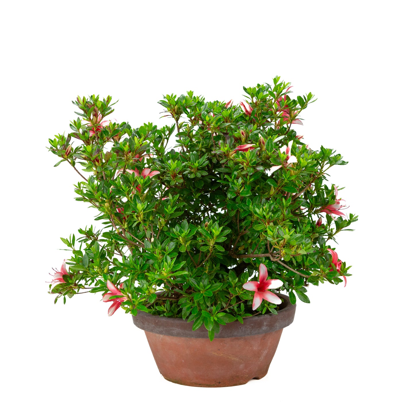 Rhododendron indicum 'Hotarubi' (satsuki azalea), hoogte ~43cm