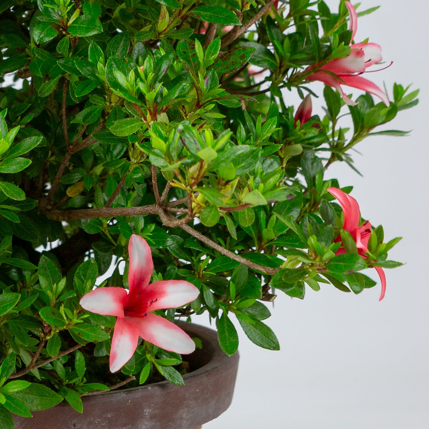 Rhododendron indicum 'Hotarubi' (satsuki azalea), hoogte ~43cm