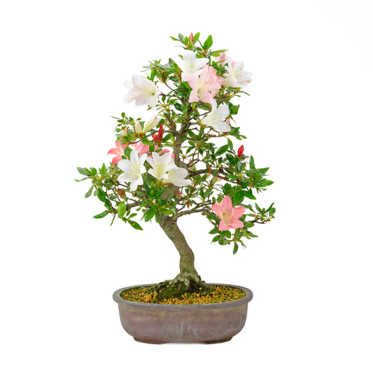 Rhododendron indicum (azalée satsuki), hauteur ~52cm