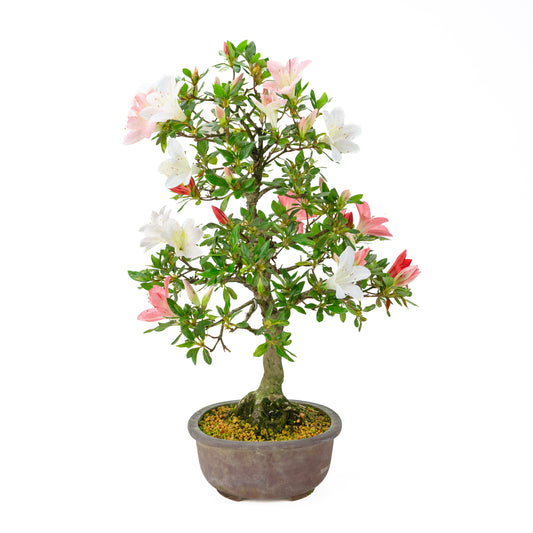Rhododendron indicum (azalée satsuki), hauteur ~52cm