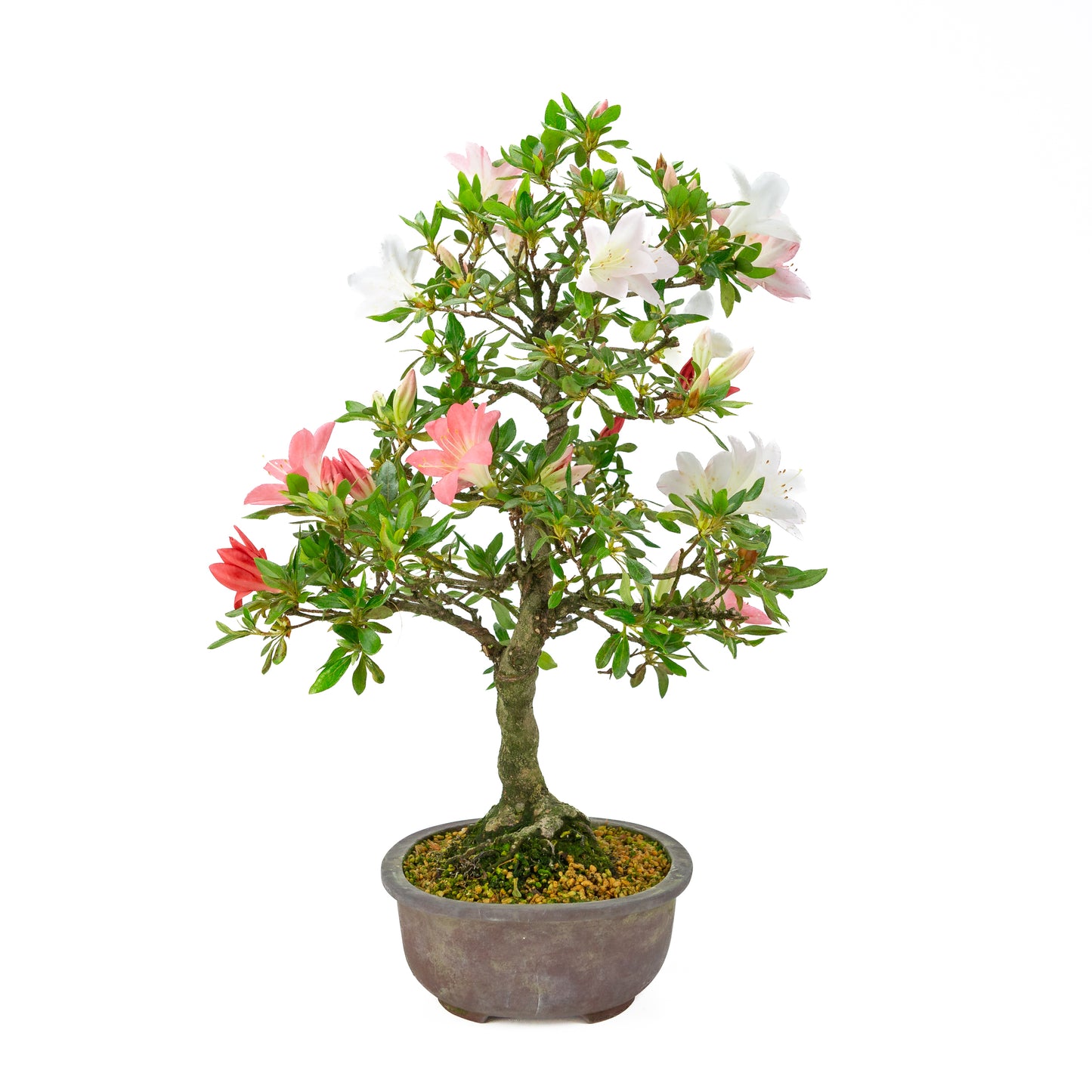 Rhododendron indicum (satsuki azalea), hoogte ~52cm