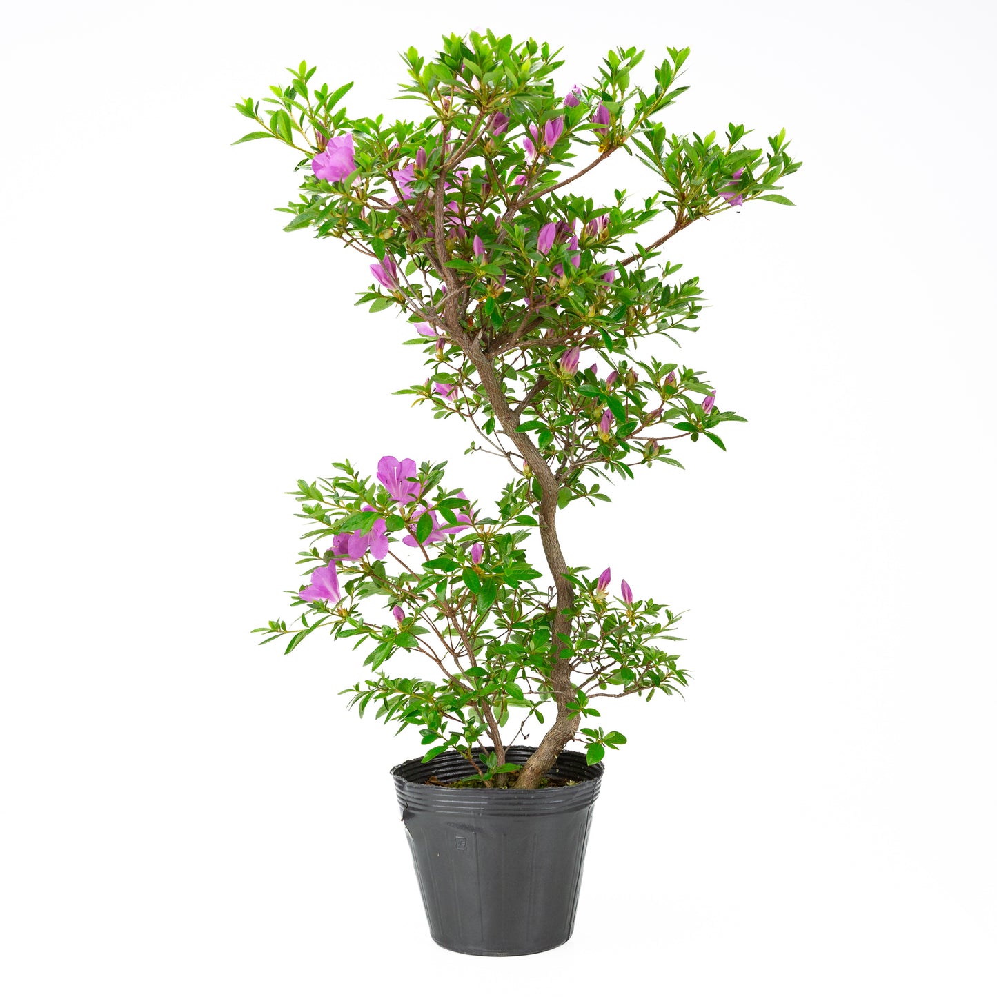 Rhododendron indicum 'Suzukaze' (satsuki azalea), hoogte ~61cm