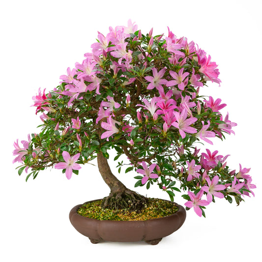Rhododendron indicum (azalée satsuki), hauteur ~50cm