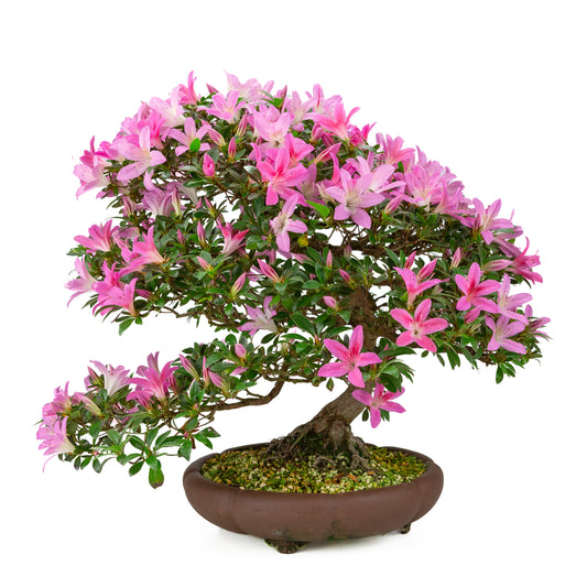 Rhododendron indicum (azalée satsuki), hauteur ~50cm