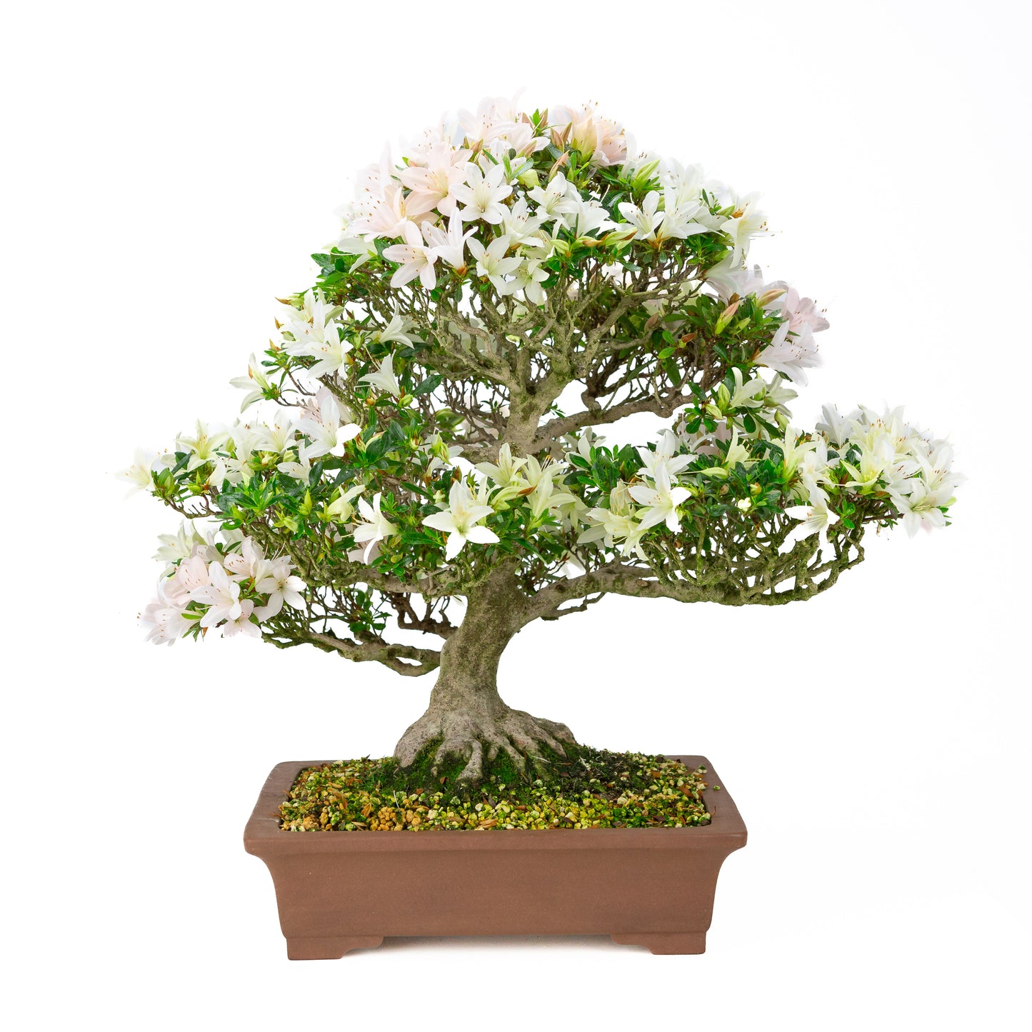 Rhododendron indicum 'Hakutsuru' (azalée satsuki), hauteur ~53cm