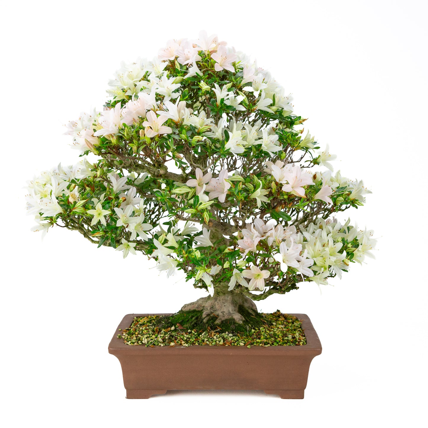 Rhododendron indicum 'Hakutsuru' (azalée satsuki), hauteur ~53cm
