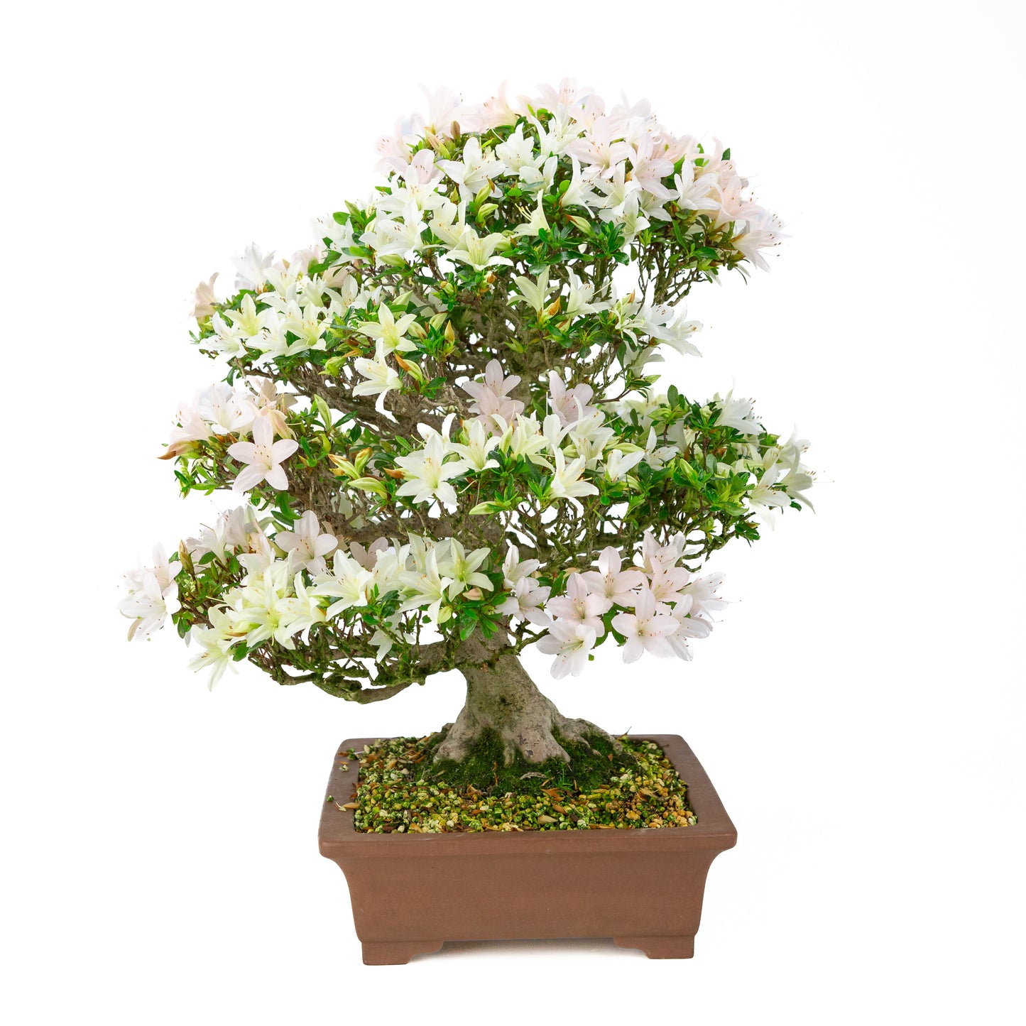 Rhododendron indicum 'Hakutsuru' (azalée satsuki), hauteur ~53cm