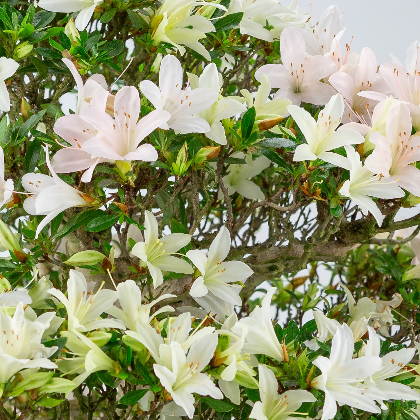 Rhododendron indicum 'Hakutsuru' (azalée satsuki), hauteur ~53cm