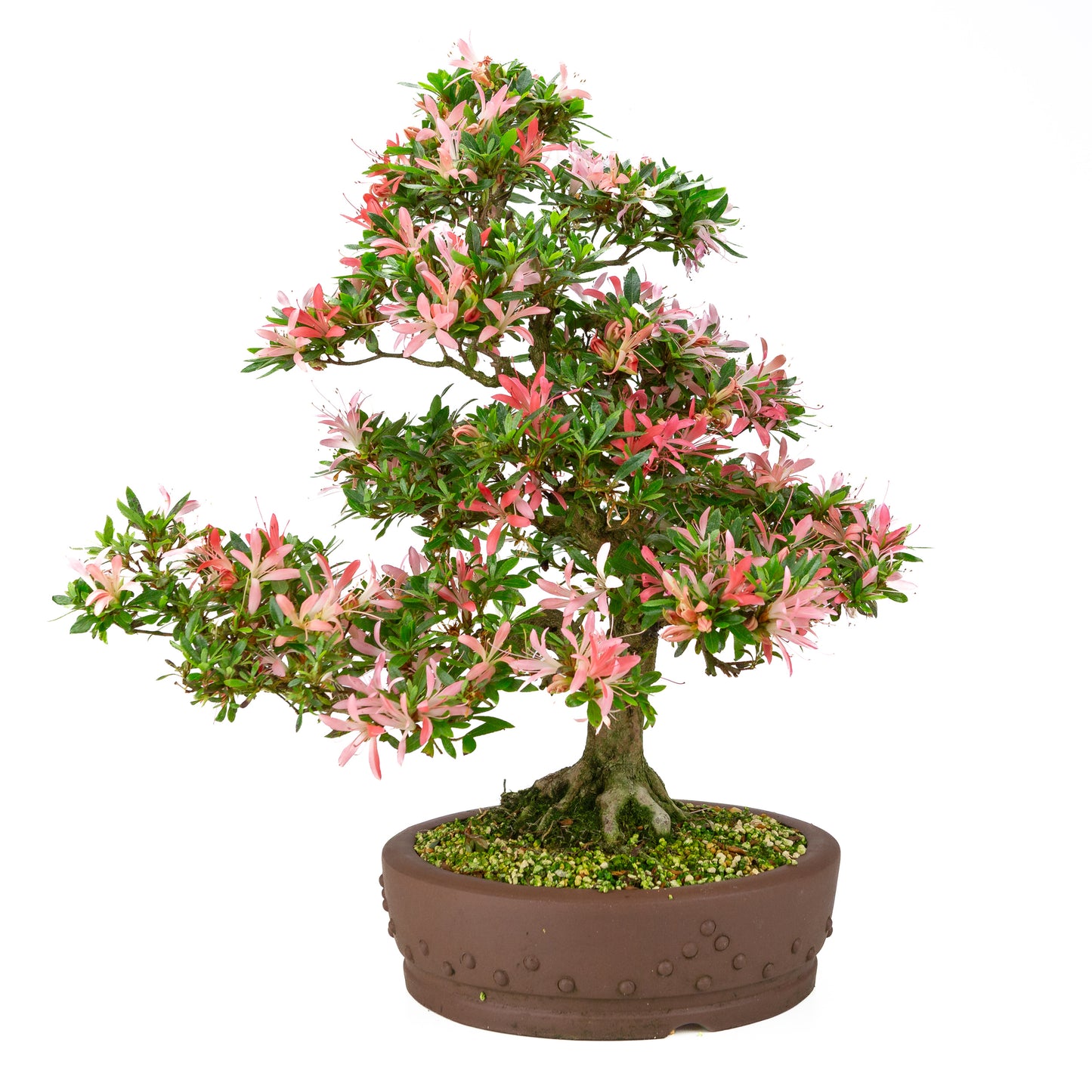 Rhododendron indicum 'Suchi no Kirameki' (satsuki azalea), hoogte ~56cm