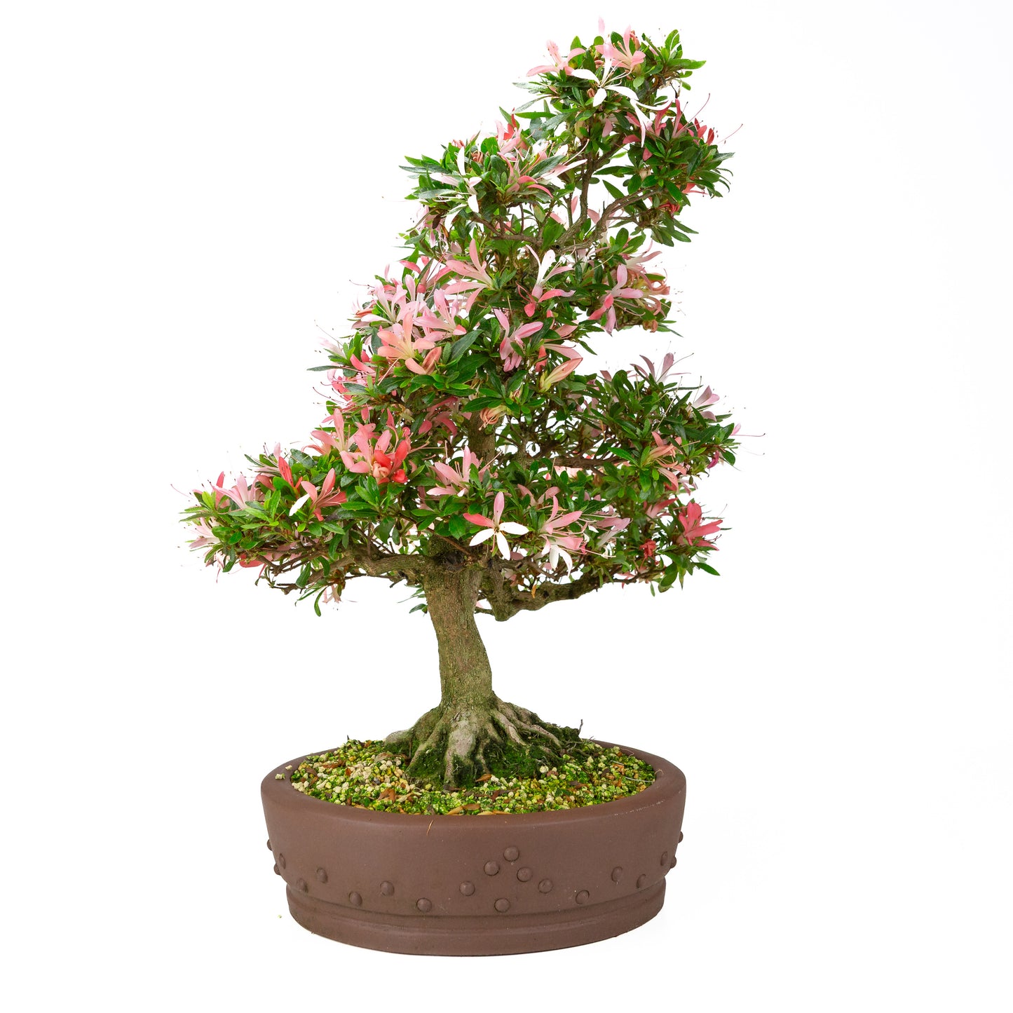 Rhododendron indicum 'Suchi no Kirameki' (satsuki azalea), hoogte ~56cm