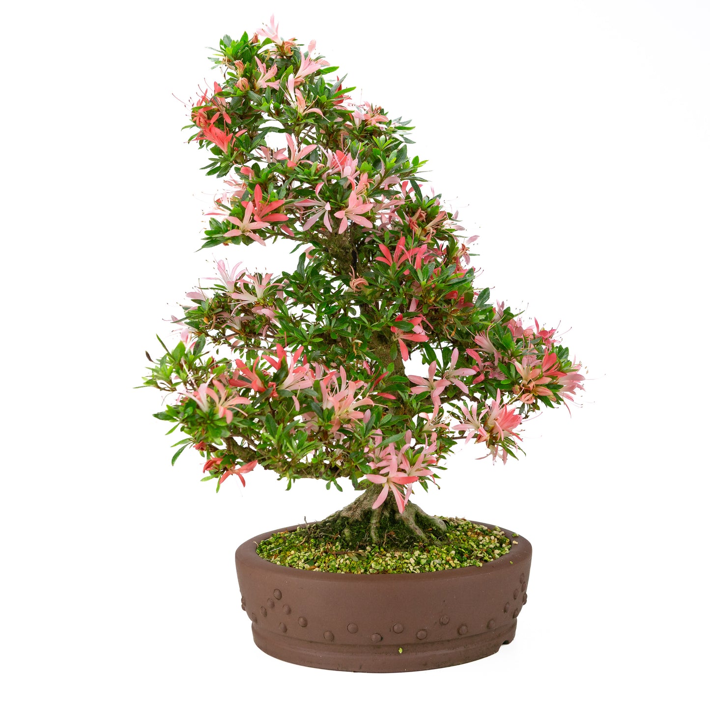 Rhododendron indicum 'Suchi no Kirameki' (satsuki azalea), hoogte ~56cm