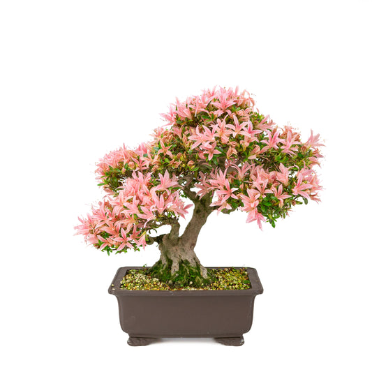 Rhododendron indicum (azalée satsuki), hauteur ~41cm