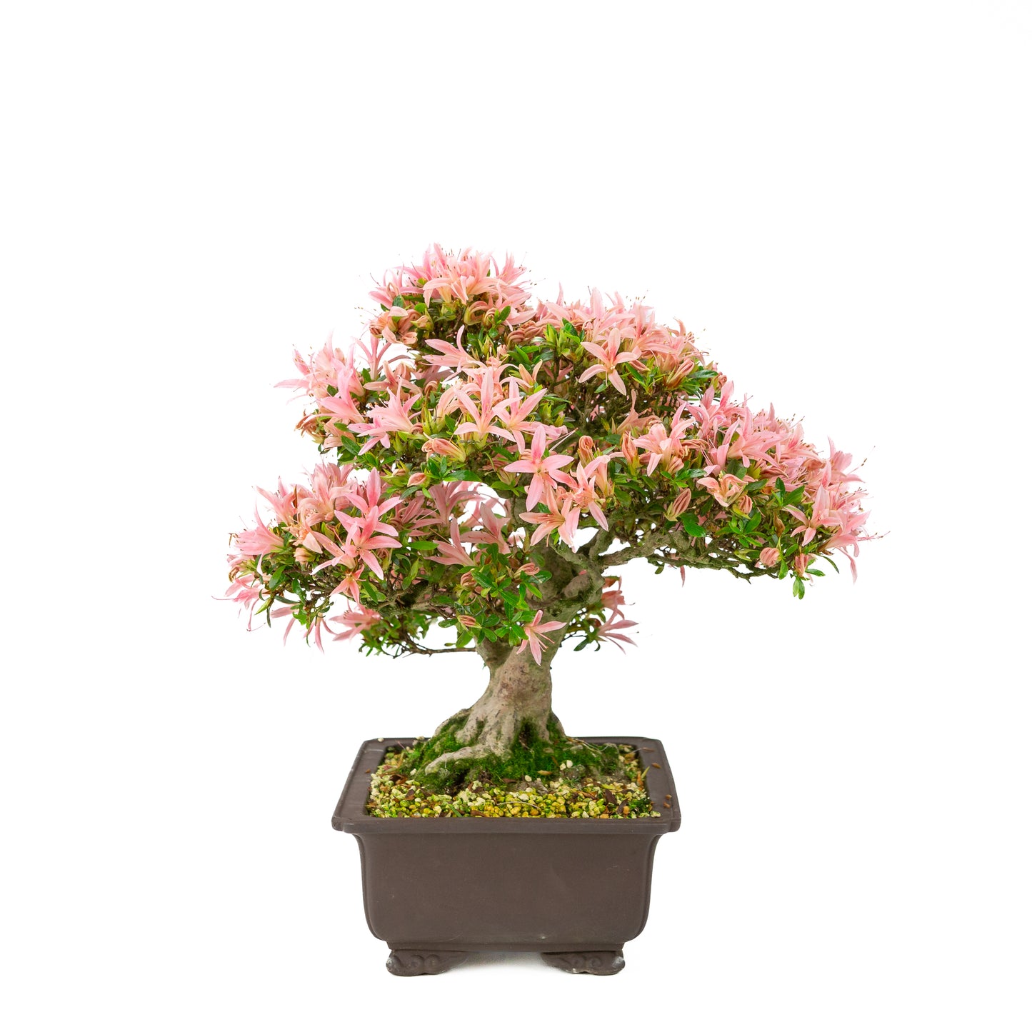 Rhododendron indicum (satsuki azalea), hoogte ~41cm