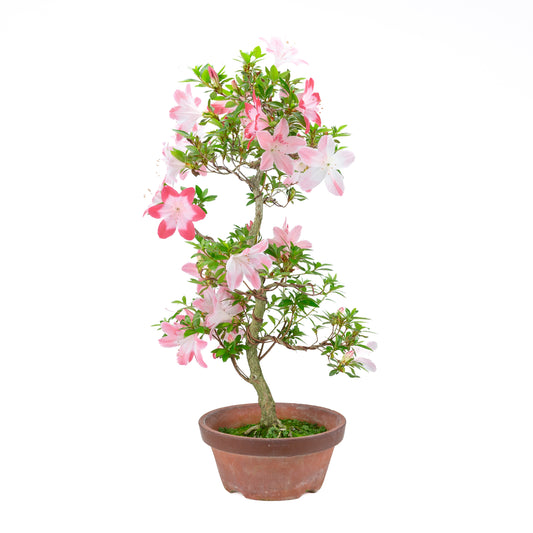 Rhododendron indicum 'Hatsukoi' (azalée de Satsuki), hauteur ~63cm