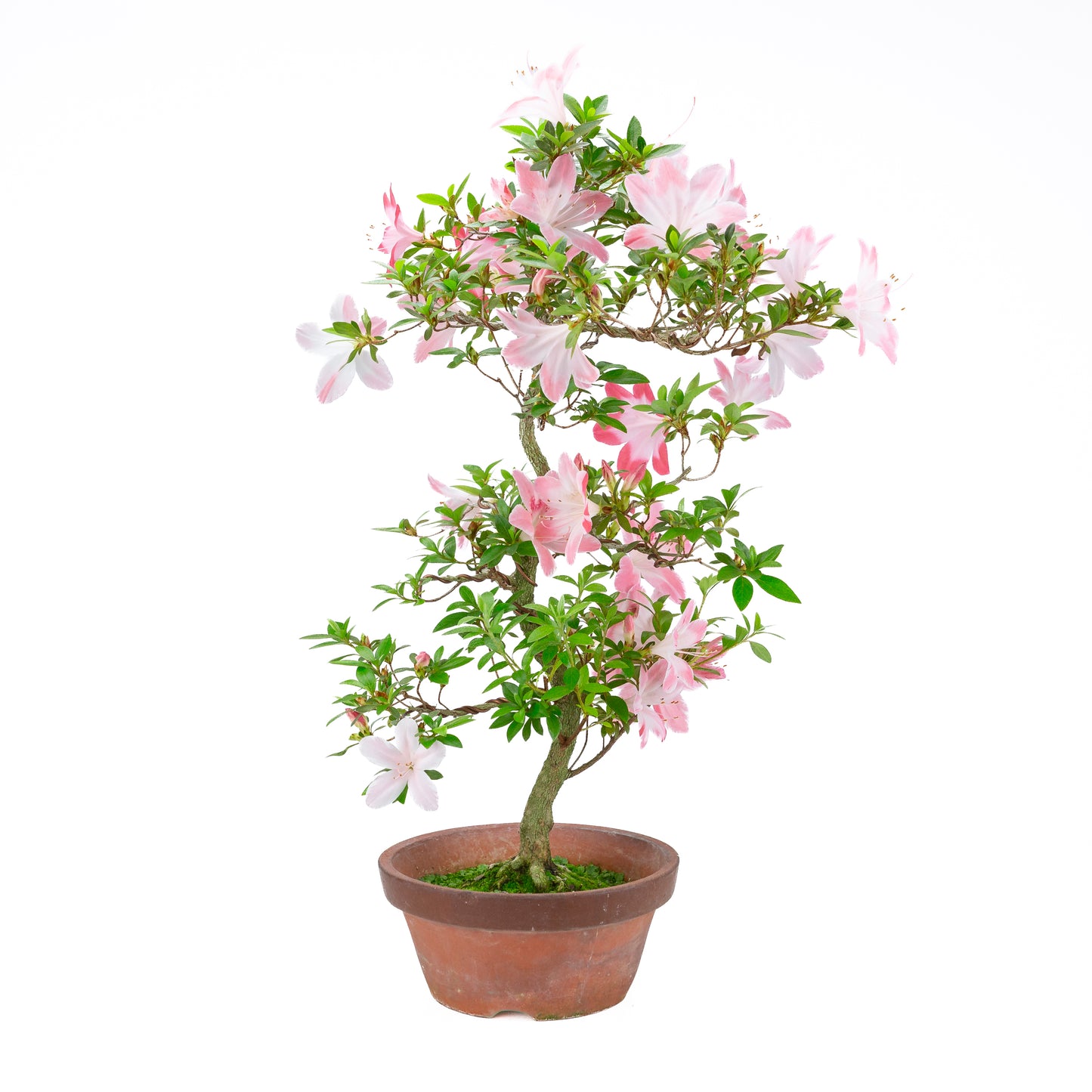 Rhododendron indicum 'Hatsukoi' (satsuki azalea), hoogte ~63cm