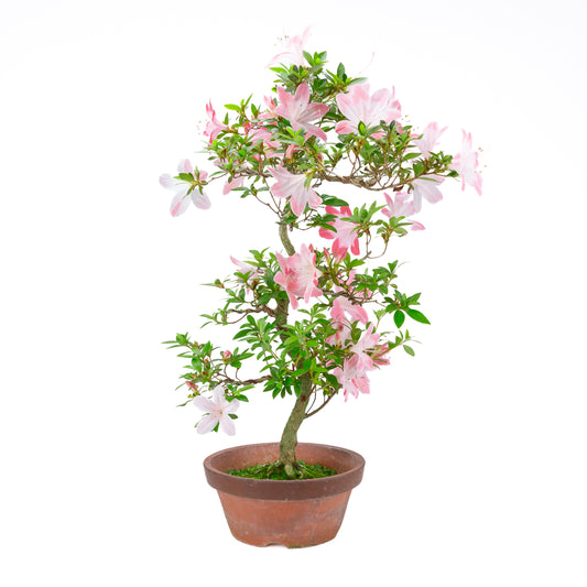Rhododendron indicum 'Hatsukoi' (azalée de Satsuki), hauteur ~63cm