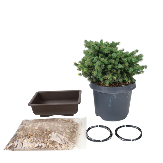 Kit de démarrage Picea abies (Épicéa commun)
