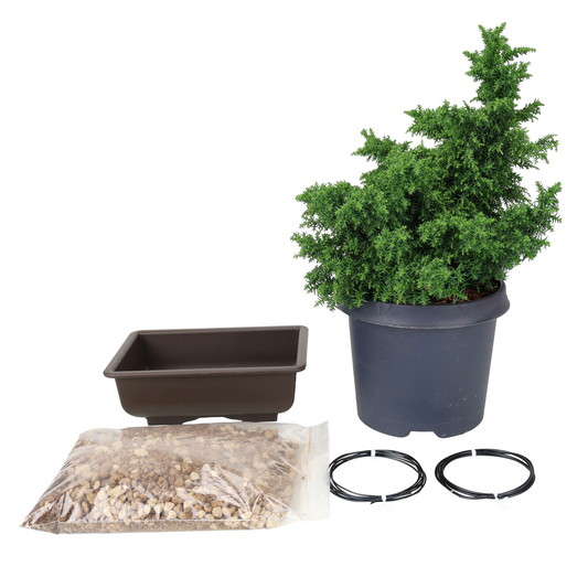 Kit de démarrage Cryptomeria japonica (cèdre du Japon)