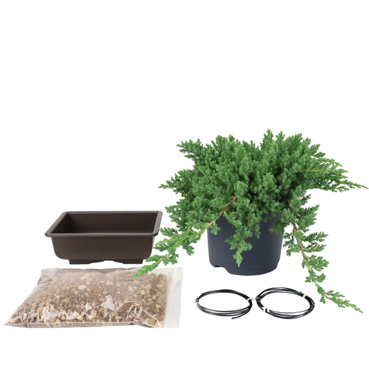 Kit de démarrage Juniperus procumbens (Genévrier rampant)