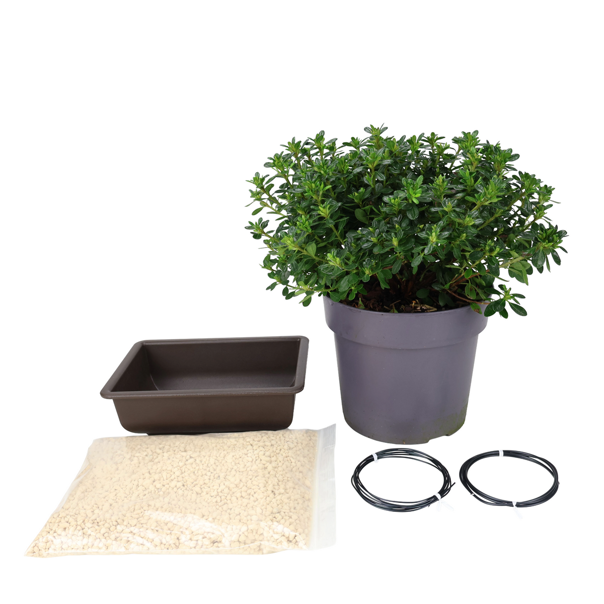 Kit de démarrage Azalea japonica