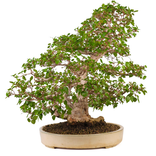 Carpinus coreana (Charme de Corée) n° 38, hauteur ~80cm