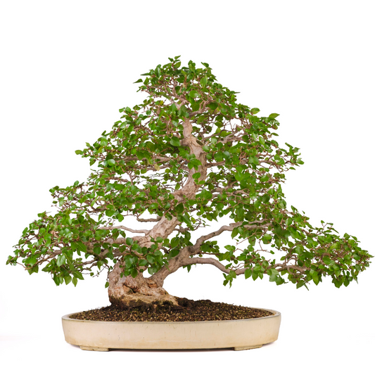 Carpinus coreana (Charme de Corée) n° 38, hauteur ~80cm