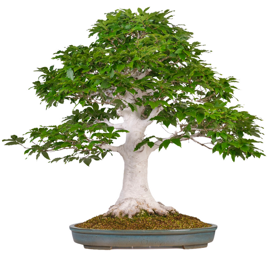 Fagus crenata (hêtre du Japon) n° 120, hauteur ~105cm