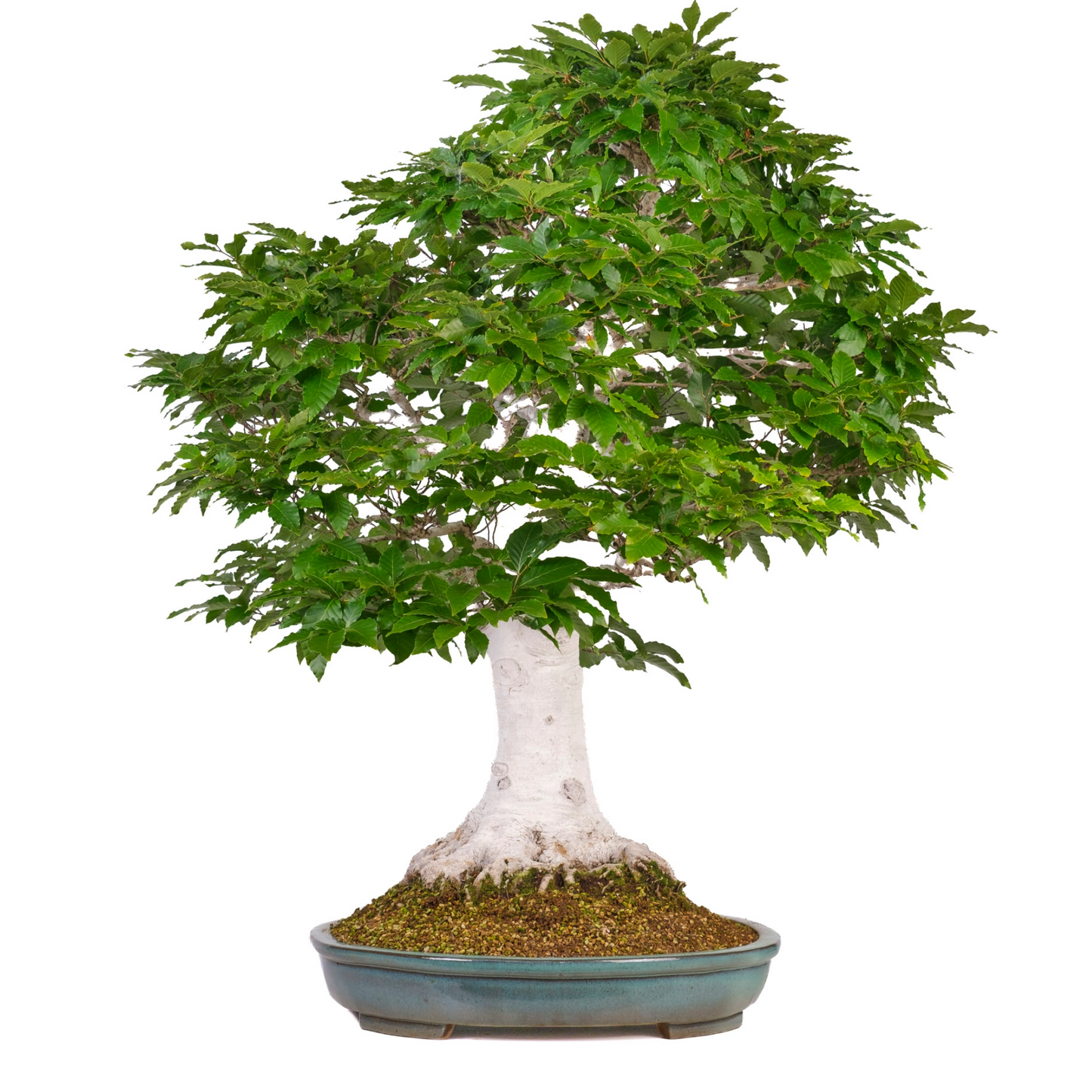 Fagus crenata (Japanse beuk) No. 120, hoogte ~105cm