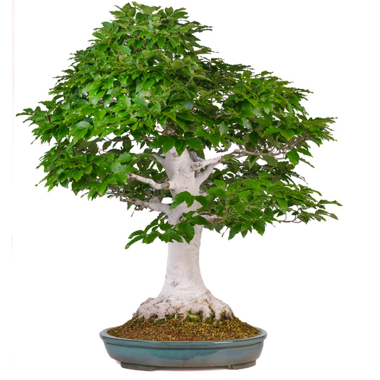 Fagus crenata (hêtre du Japon) n° 120, hauteur ~105cm